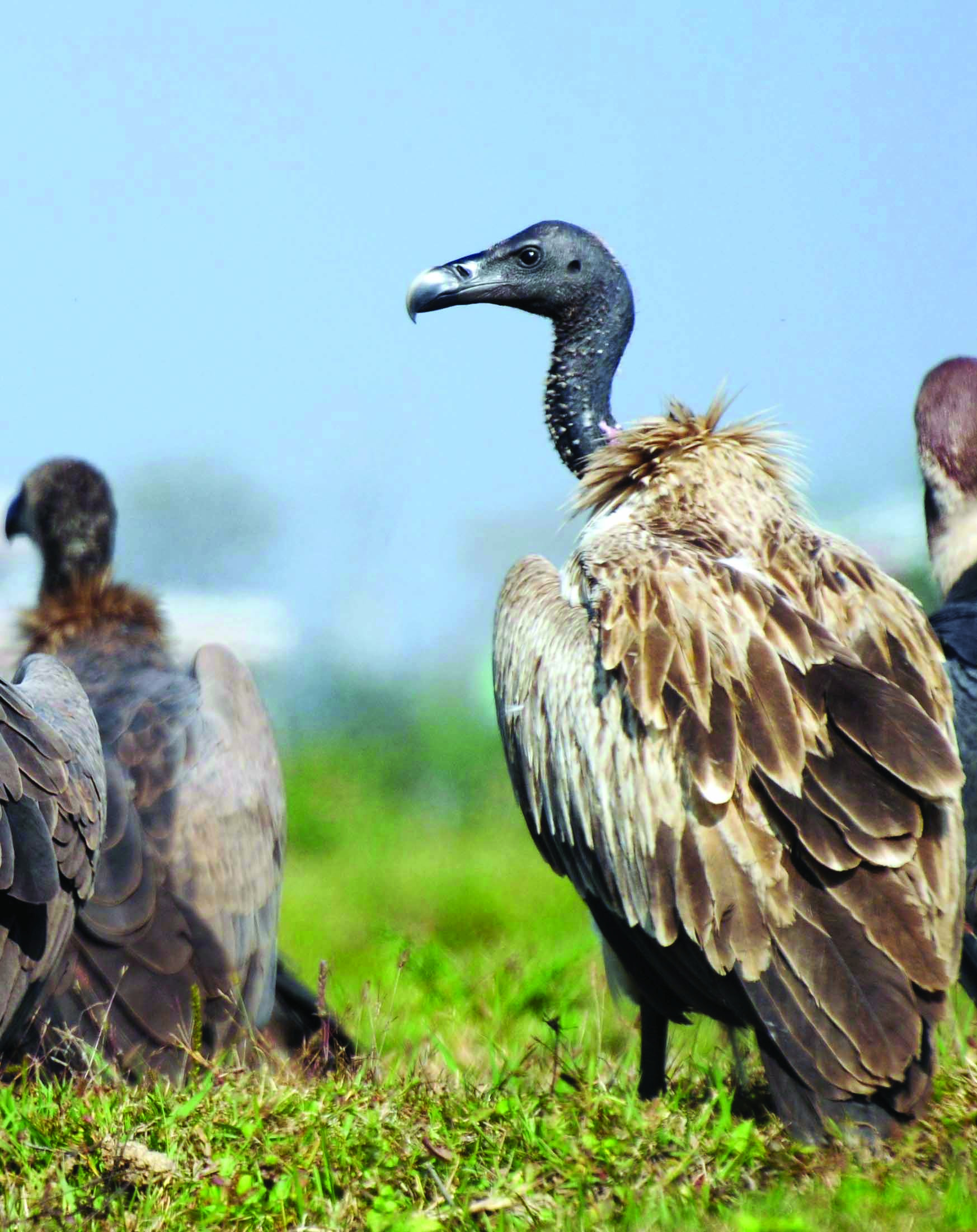 Slender-billed vulture